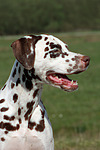 hundefotos dalmatiner