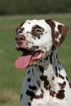hundefotos dalmatiner
