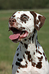 hundefotos dalmatiner