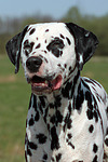 hundefotos dalmatiner