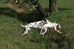 hundefotos dalmatiner