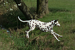 hundefotos dalmatiner