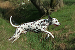 hundefotos dalmatiner