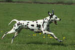 hundefotos dalmatiner