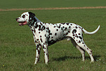 hundefotos dalmatiner