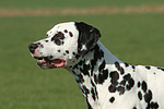 hundefotos dalmatiner
