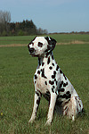 hundefotos dalmatiner
