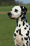 hundefotos dalmatiner