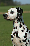hundefotos dalmatiner