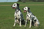 hundefotos dalmatiner