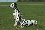 hundefotos dalmatiner