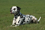 hundefotos dalmatiner