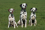 hundefotos dalmatiner