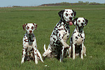 hundefotos dalmatiner
