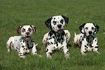hundefotos dalmatiner