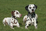 hundefotos dalmatiner