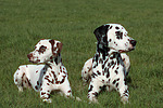 hundefotos dalmatiner