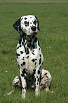 hundefotos dalmatiner