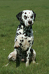 hundefotos dalmatiner