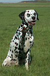 hundefotos dalmatiner
