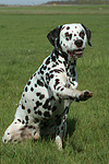 hundefotos dalmatiner