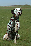 hundefotos dalmatiner