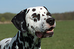 hundefotos dalmatiner