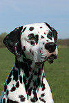 hundefotos dalmatiner