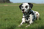 hundefotos dalmatiner