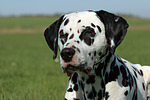 hundefotos dalmatiner