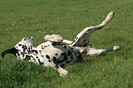 hundefotos dalmatiner