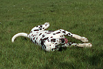 hundefotos dalmatiner