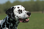 hundefotos dalmatiner