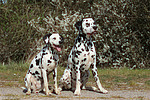 hundefotos dalmatiner