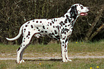 hundefotos dalmatiner