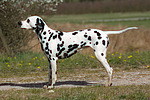 hundefotos dalmatiner