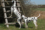 hundefotos dalmatiner
