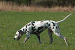 hundefotos dalmatiner