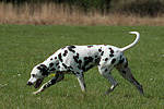 hundefotos dalmatiner
