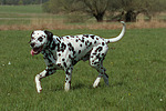 hundefotos dalmatiner
