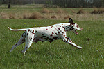 hundefotos dalmatiner
