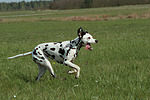 hundefotos dalmatiner