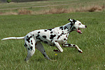 hundefotos dalmatiner