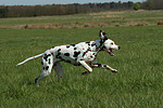 hundefotos dalmatiner