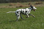 hundefotos dalmatiner