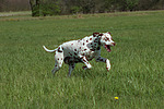 hundefotos dalmatiner