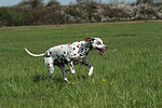 hundefotos dalmatiner
