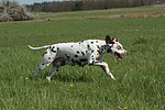 hundefotos dalmatiner