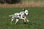 hundefotos dalmatiner