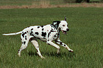 hundefotos dalmatiner